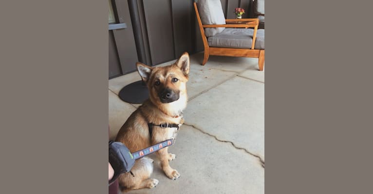 Dani, an East Asian Village Dog tested with EmbarkVet.com