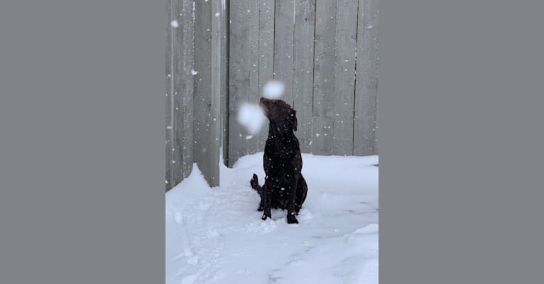 Bailey, a Labrador Retriever tested with EmbarkVet.com