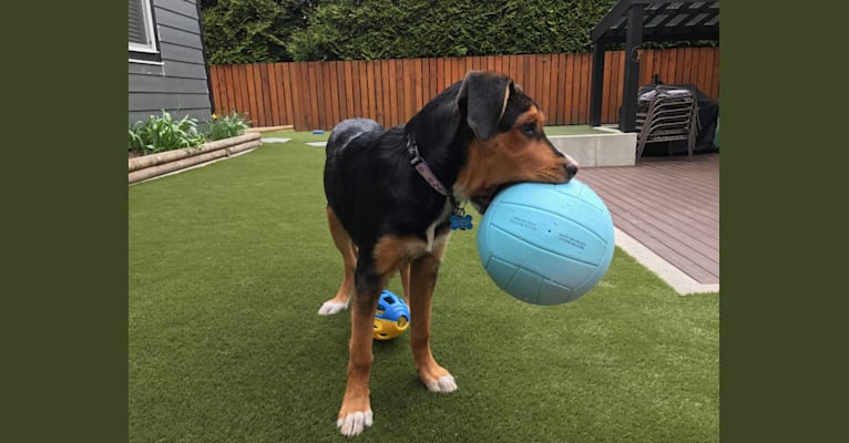 Sasha, a Rottweiler and German Shepherd Dog mix tested with EmbarkVet.com