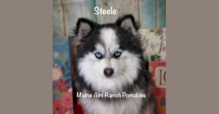 Steele, a Siberian Husky and Pomeranian mix tested with EmbarkVet.com