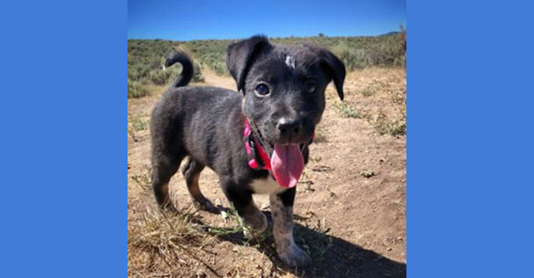 Photo of Zeeki, a Border Collie, Chinese Shar-Pei, German Shepherd Dog, and Mixed mix in Arizona, USA