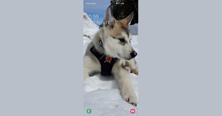 Yomi, an Alaskan Malamute and Siberian Husky mix tested with EmbarkVet.com