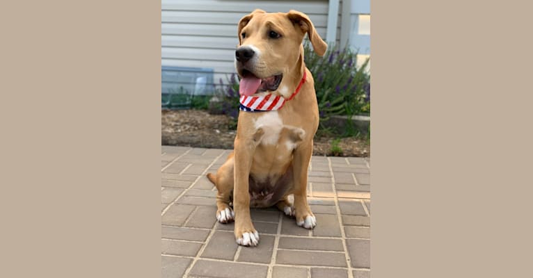 Photo of Hunter, a Bulldog, American Pit Bull Terrier, Labrador Retriever, Golden Retriever, Rottweiler, and Mixed mix in Ogema, Minnesota, USA