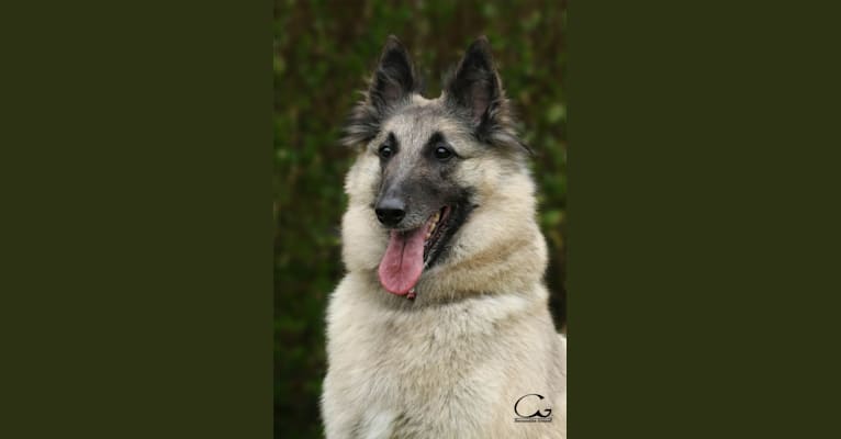 Nycka, a Belgian Shepherd tested with EmbarkVet.com