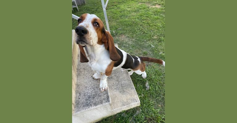 Photo of Fred, a Basset Hound  in Union, Mississippi, USA