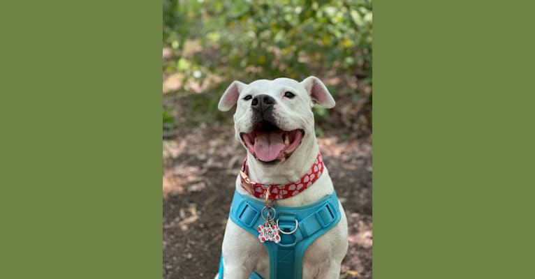 Fetty, an American Pit Bull Terrier and American Staffordshire Terrier mix tested with EmbarkVet.com