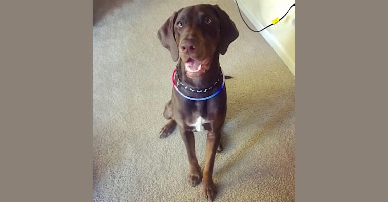 Chocolate lab new arrivals german shorthair