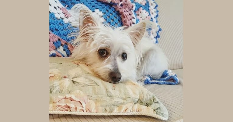 Teddy, a Pomeranian and Chinese Crested mix tested with EmbarkVet.com