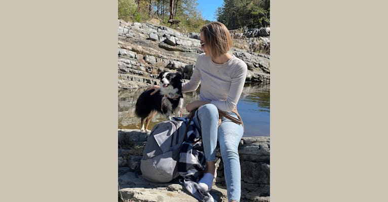 Cricket, an Australian Shepherd tested with EmbarkVet.com