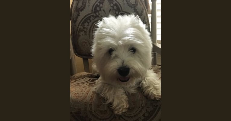 Mr. Beau Jangles, a West Highland White Terrier tested with EmbarkVet.com