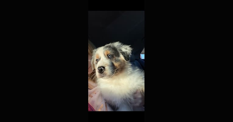Bailie (Skyecoves Boss Dog is Out Of This World), an Australian Shepherd Group tested with EmbarkVet.com