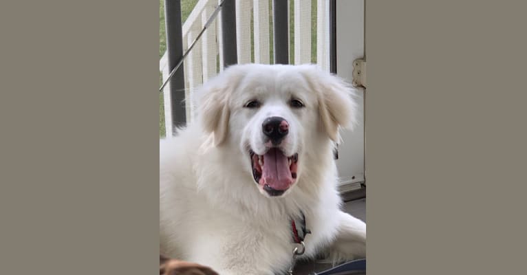 Henry, a Great Pyrenees and Golden Retriever mix tested with EmbarkVet.com