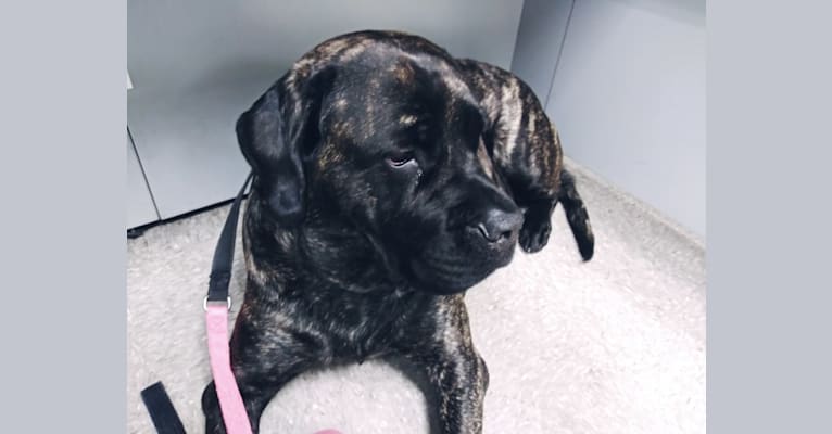 Photo of Izzy, a Mastiff  in Baltimore, Maryland, USA