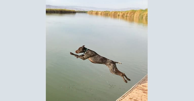 Otto, a German Shorthaired Pointer tested with EmbarkVet.com