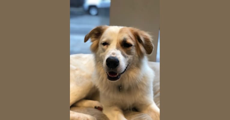 australian shepherd cane corso mix