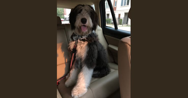 Old english sheepdog bernese mountain dog mix top