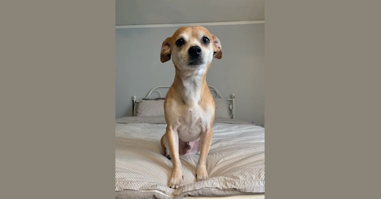 Marshall, a Chihuahua and Dachshund mix tested with EmbarkVet.com