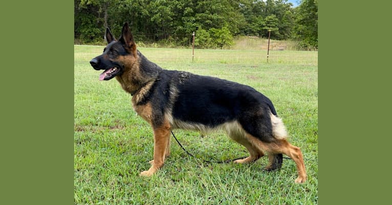 Iveigh, a German Shepherd Dog tested with EmbarkVet.com