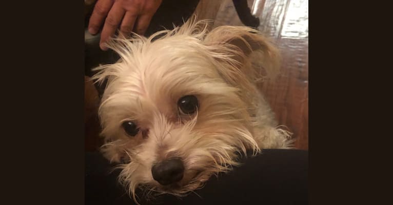 Maltese mini pinscher hotsell mix
