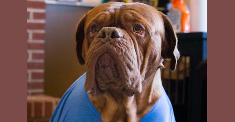 Murphy, a Dogue de Bordeaux tested with EmbarkVet.com