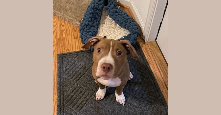 Photo of Stitch, an American Pit Bull Terrier  in Ohio, USA