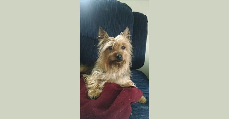 Ella, a Silky Terrier tested with EmbarkVet.com