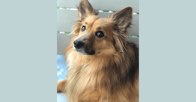 Roscoe, a Shetland Sheepdog and Chihuahua mix tested with EmbarkVet.com