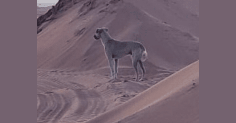 Conan, an Arabian Village Dog tested with EmbarkVet.com