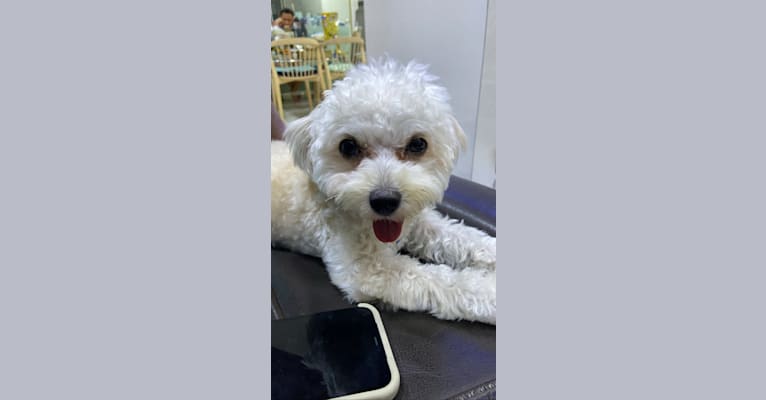 Abelle Teng, a Maltipoo tested with EmbarkVet.com
