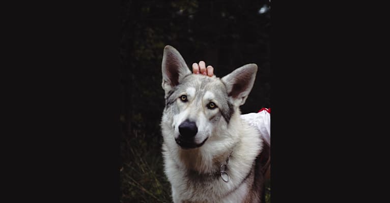 Aslan, a White Shepherd and Siberian Husky mix tested with EmbarkVet.com