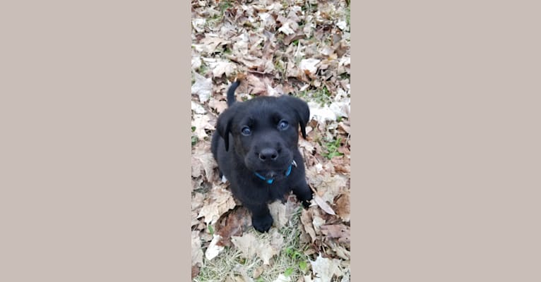 Chowder, a Siberian Husky and Labrador Retriever mix tested with EmbarkVet.com