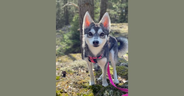 Aieva, an Alaskan Klee Kai tested with EmbarkVet.com