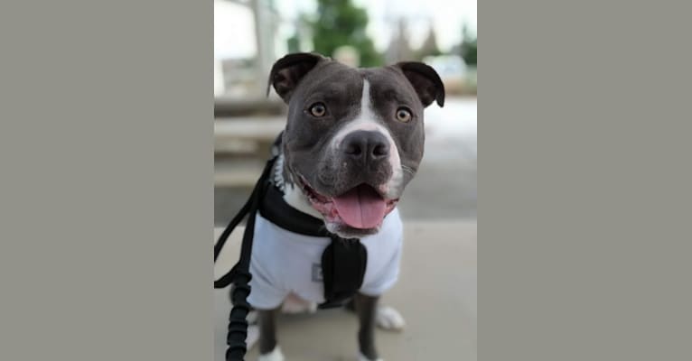 MaSiWei, an American Bully tested with EmbarkVet.com