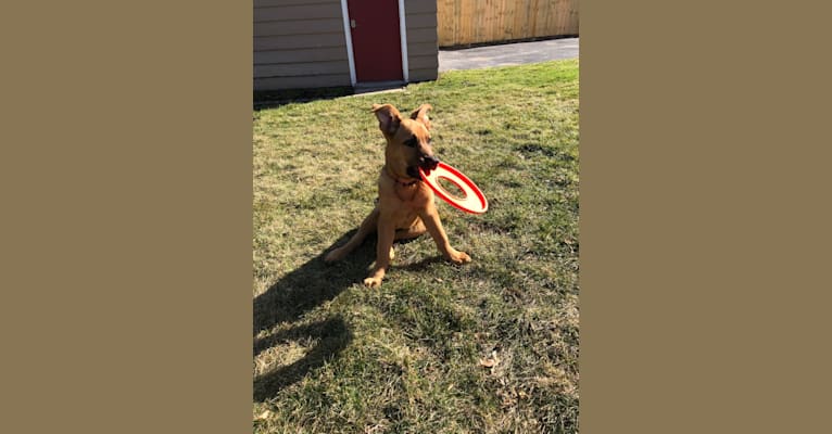 Photo of Tucker, a German Shepherd Dog, Belgian Malinois, and American Bully mix in Texas, USA