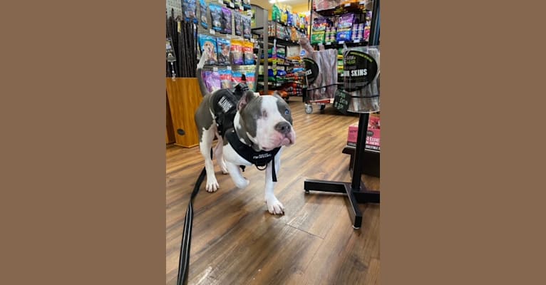 Photo of Rhino, an American Bully and Bulldog mix in Tennessee, USA