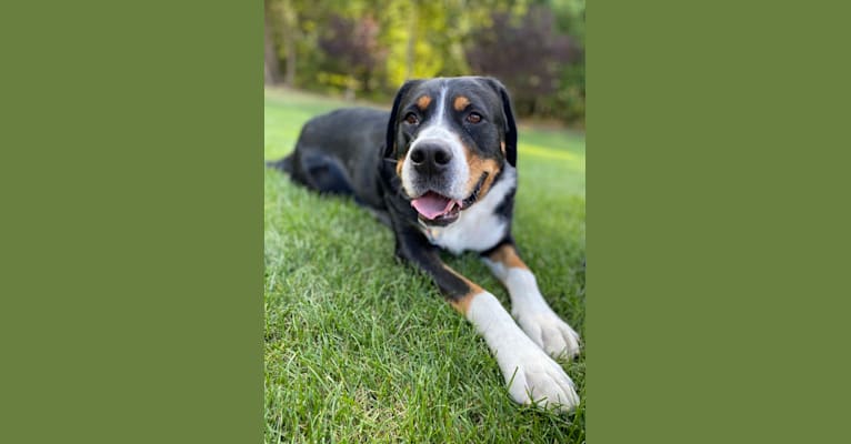 River, a Greater Swiss Mountain Dog tested with EmbarkVet.com