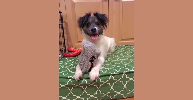 Padiddle, a Russell-type Terrier and Pomeranian mix tested with EmbarkVet.com