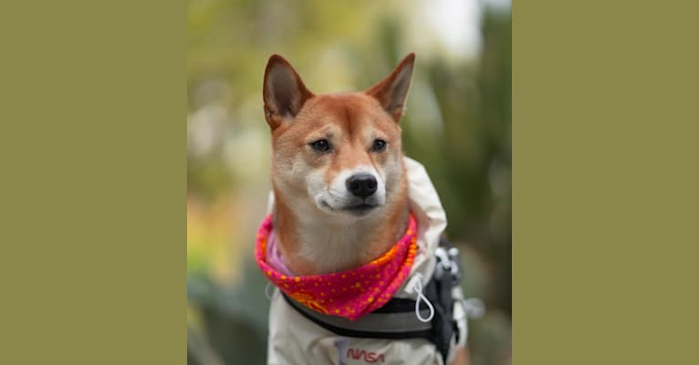 Kyoto, a Shiba Inu tested with EmbarkVet.com