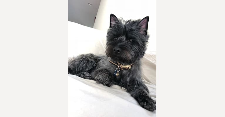 Scooby-Doo, a Cairn Terrier tested with EmbarkVet.com