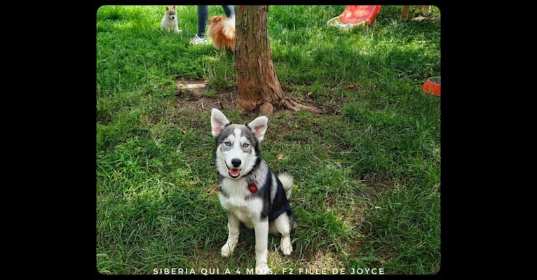 SIBERIA, a Siberian Husky and Pomeranian mix tested with EmbarkVet.com