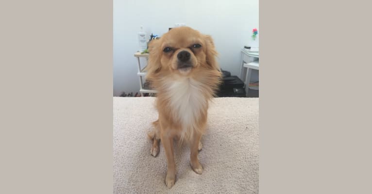 L'il Critter, a Chihuahua tested with EmbarkVet.com