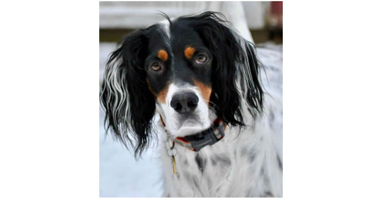 Photo of Buster, a Llewellin Setter  in Byram Township, New Jersey, USA