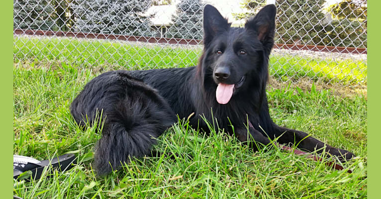 Zeke, a German Shepherd Dog tested with EmbarkVet.com