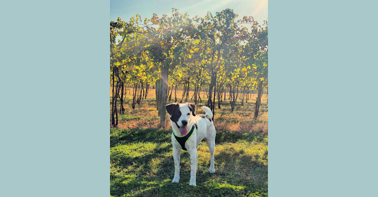 Photo of Harvey, an American Foxhound, American Bulldog, Boxer, and American Pit Bull Terrier mix in South Carolina, USA