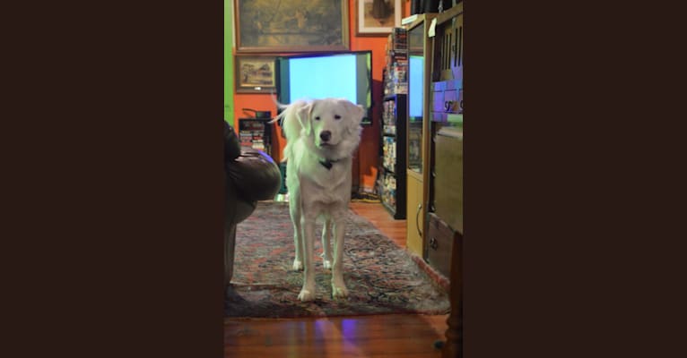 Photo of casper, a Great Pyrenees, Labrador Retriever, American Pit Bull Terrier, and Boxer mix