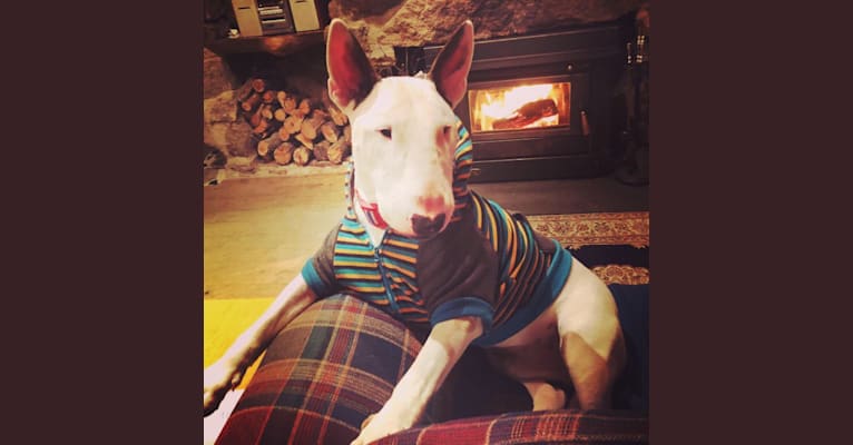 Rocky, a Bull Terrier tested with EmbarkVet.com