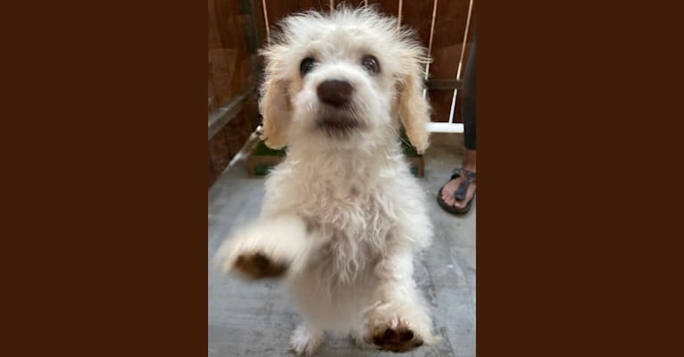 Photo of Milo, a Poodle (Small), Cocker Spaniel, Pekingese, and Mixed mix in Santa Monica, California, USA