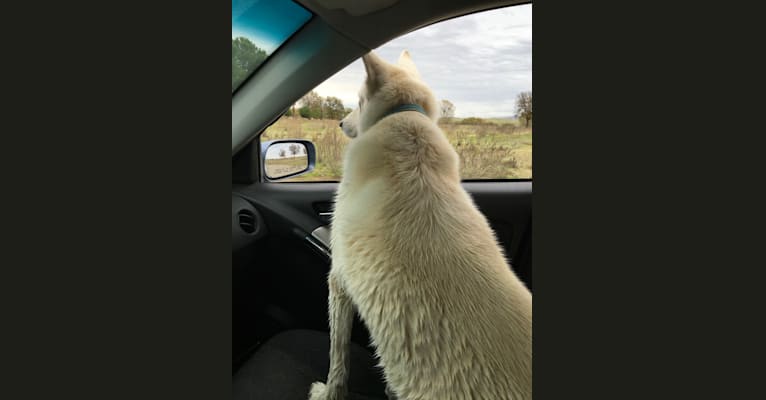 Charlotte, a Siberian Husky and Australian Shepherd mix tested with EmbarkVet.com