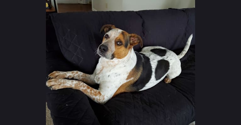 Photo of Tchoupitoulas (Chop), a Beagle, German Shepherd Dog, Australian Cattle Dog, Treeing Walker Coonhound, and American Pit Bull Terrier mix in Kentucky, USA