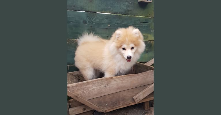 Pomsky Bandits' Saya, a Pomeranian and Siberian Husky mix tested with EmbarkVet.com